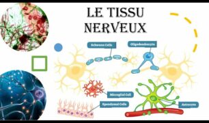 systeme nerveux