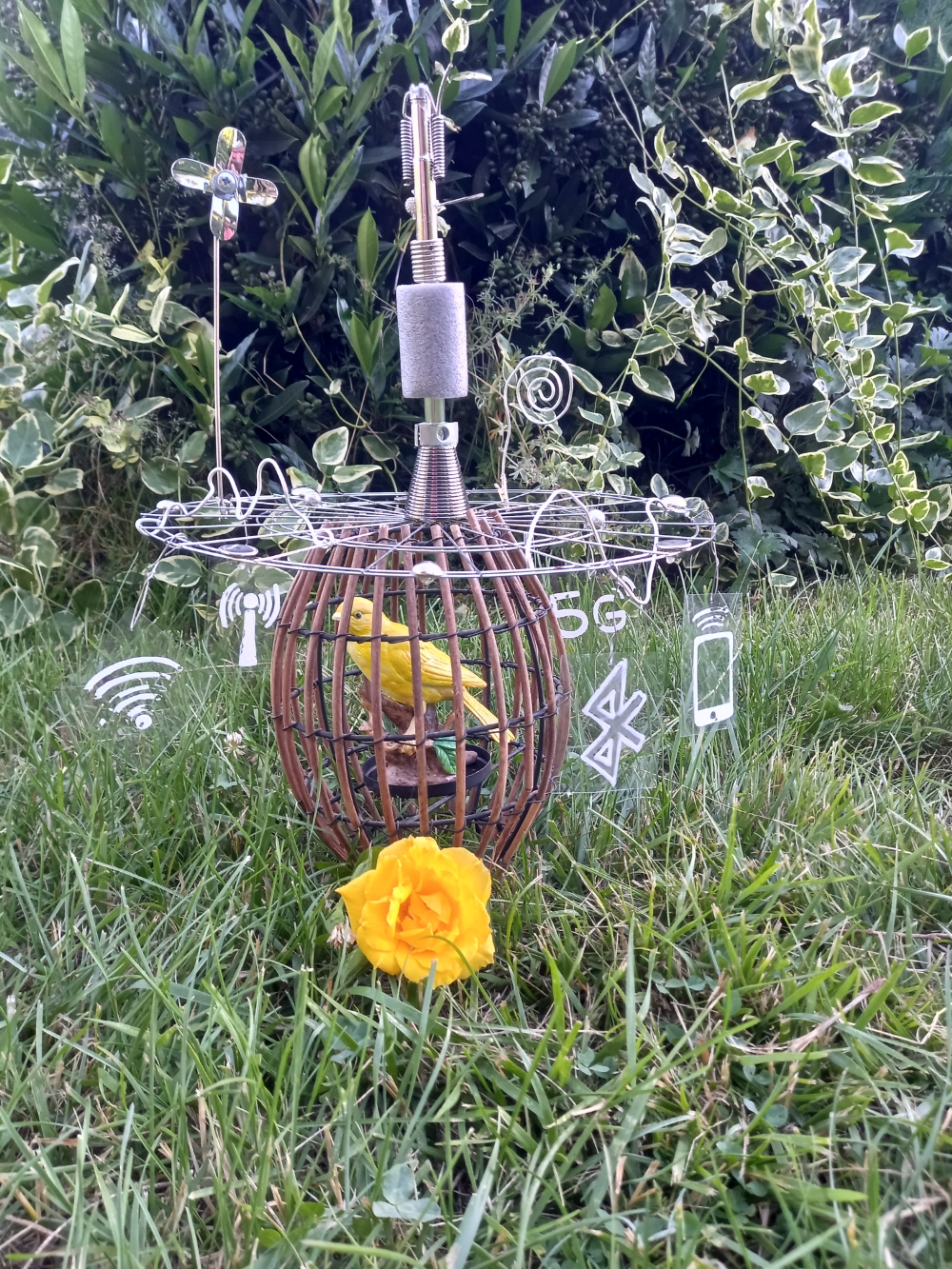 canari photo